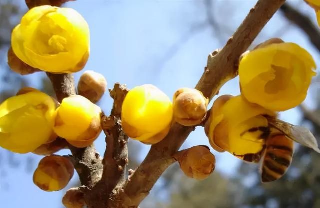 72种鲜花欣赏