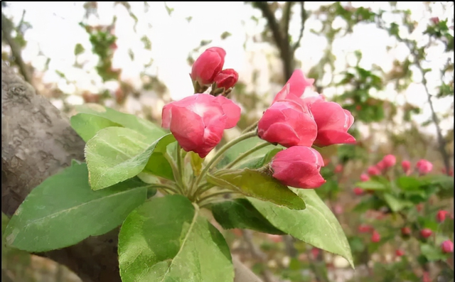 72种鲜花欣赏