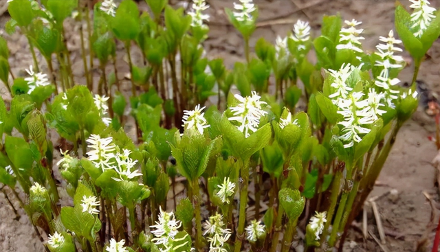 72种鲜花欣赏