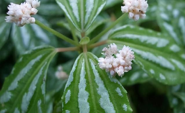 72种鲜花欣赏