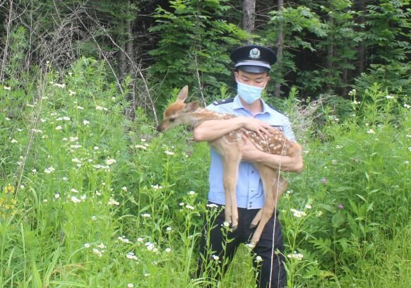 吉林白山边境管理支队成功救助国家一级保护动物梅花鹿