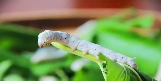 那年夏天，装在盒子里的男孩的秘密