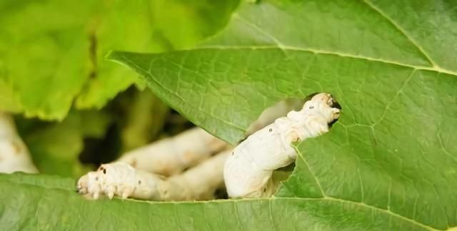 那年夏天，装在盒子里的男孩的秘密