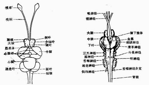 长时记忆的时间是多少
，鱼儿的记忆时间到底有多长啊图2