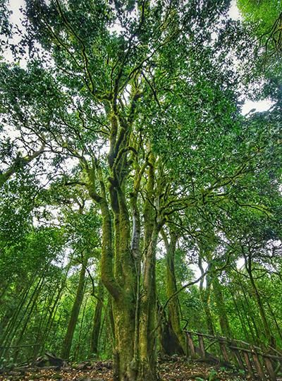 「大医观“茶”」最能“化”物，认识普洱茶传统与现代功效