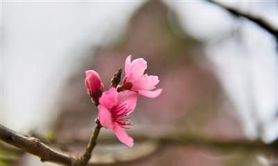 果木花里的乡愁