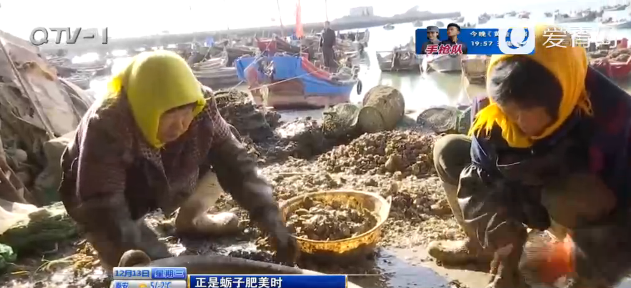 海蛎子正是肉肥味美时节 能吃到明年五月