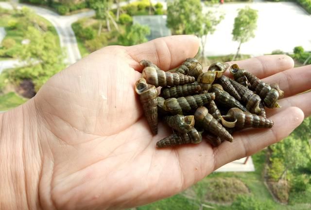 这种长得很像螺钉的水生物，看上去很干净，不能像田螺一样随便吃