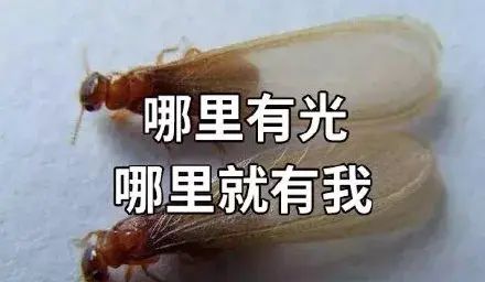 晚上开灯一定要注意！最近很多人家里都出现了“不速之客”，密密麻麻…