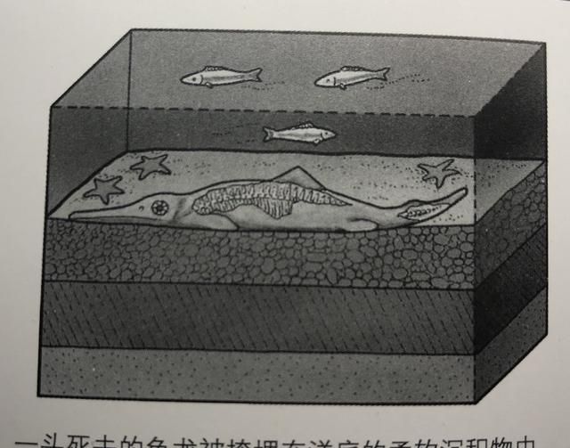 化石的由来
，化石是怎么形成的?能人工制造出化石吗图1