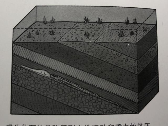 化石的由来
，化石是怎么形成的?能人工制造出化石吗图3