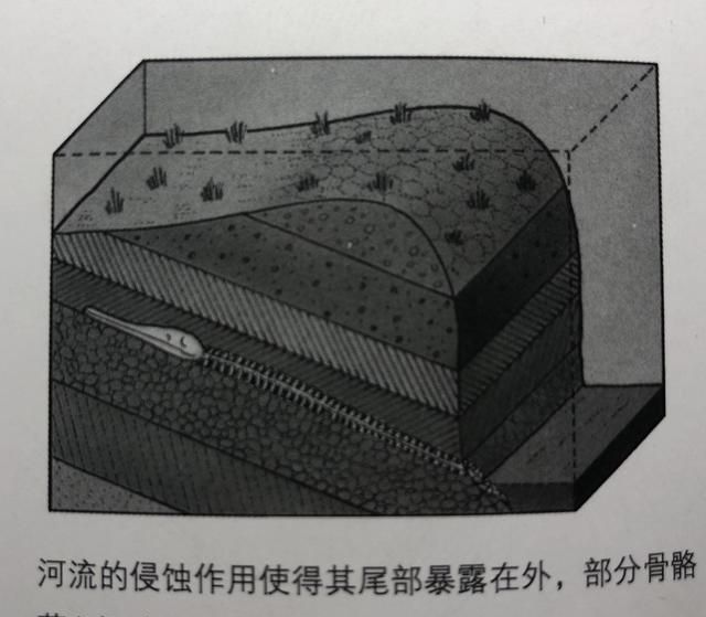 化石的由来
，化石是怎么形成的?能人工制造出化石吗图4