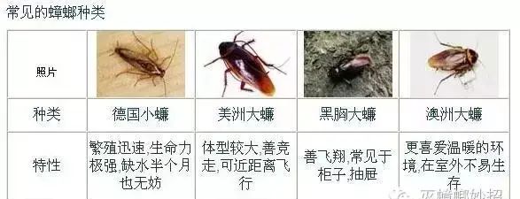 蟑螂吃什么?
，蟑螂长什么样?图4