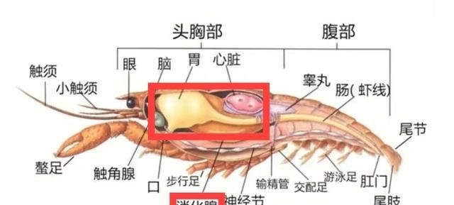 吃小龙虾，虾头中的黄色，是“虾黄”还是“虾屎”？总算弄明白了