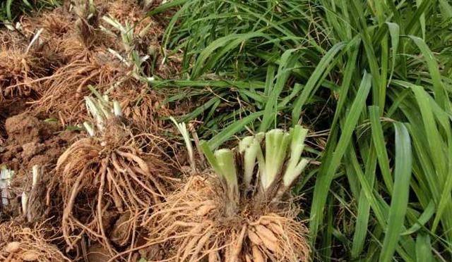 野生黄花菜与人工种植的有何区别？开红花的黄花菜真的有毒吗？