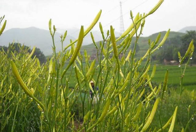 野生黄花菜与人工种植的有何区别？开红花的黄花菜真的有毒吗？