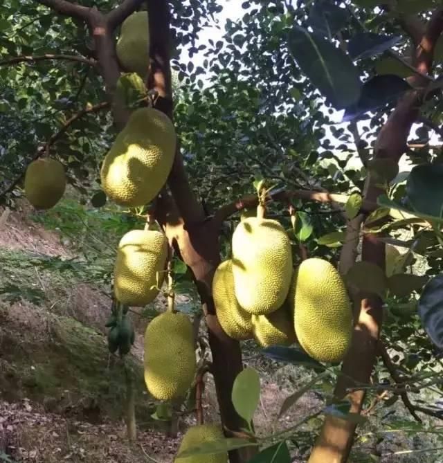 菠萝蜜的种植管理技术