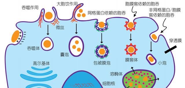 普通人出门也要佩戴护目镜吗英语图2