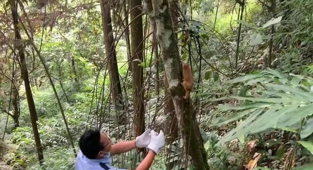 云南文山发现“畏羞猫”，眼睛硕大，毛发浓密，尾巴短到看不见