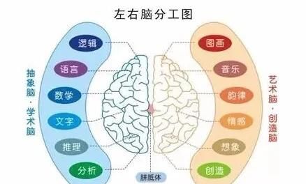 左脑和右脑的区别
，左脑和右脑真的有区别吗图3