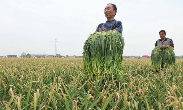 蒜苔的贮藏保鲜技术，分享好的贮藏方法助力农民增收