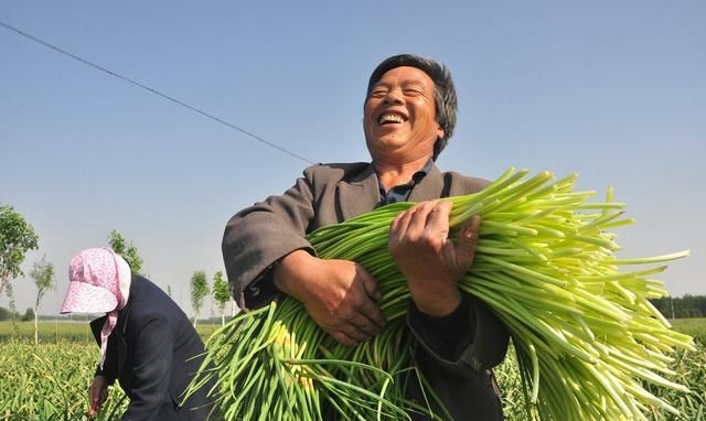 蒜苔的贮藏保鲜技术，分享好的贮藏方法助力农民增收