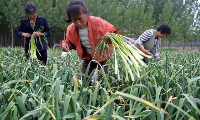 蒜苔的贮藏保鲜技术，分享好的贮藏方法助力农民增收