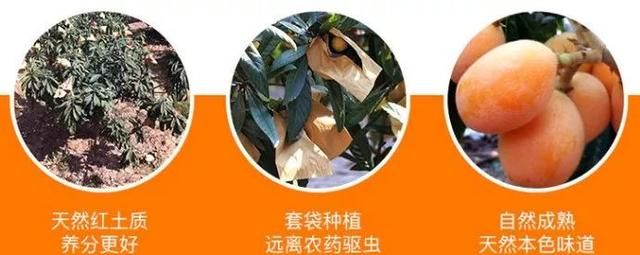 受凉咳嗽、嗓子干痒就吃它！野生枇杷打碎熬制，润肺止咳化痰，3分钟见效，全家人止咳必备