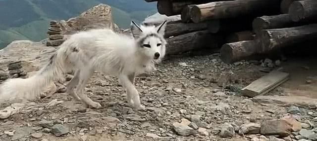 男子去爬山，偶遇一只野生白狐狸，对视后心中泛起涟漪