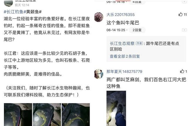 被“忽视”的长江石扁头，偶尔有人钓起，却被错当成黄颡鱼