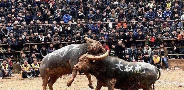 贵州牛王"昆山"，每场比赛前都要喝6斤白酒，每月生活费上万