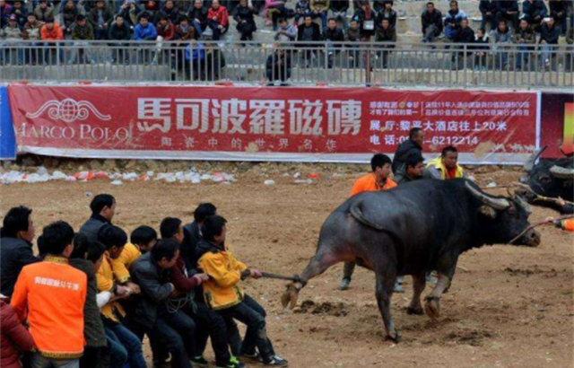 贵州牛王"昆山"，每场比赛前都要喝6斤白酒，每月生活费上万