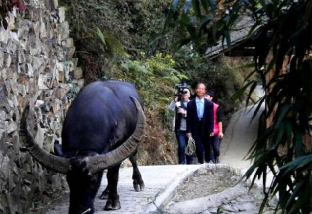 贵州牛王"昆山"，每场比赛前都要喝6斤白酒，每月生活费上万