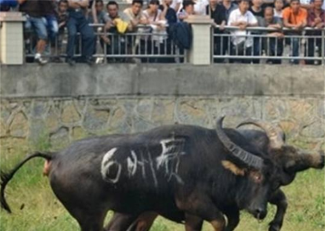 贵州牛王"昆山"，每场比赛前都要喝6斤白酒，每月生活费上万