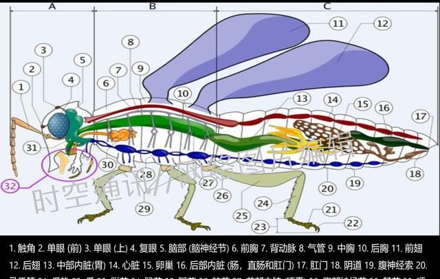 鱼有心脏吗
，蚊子有心脏吗 有肺吗图5