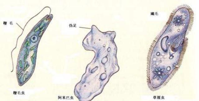 单细胞动物不会得病吗为什么图4