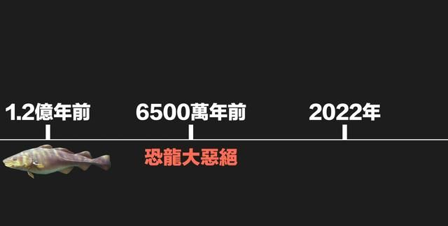 为什么买到的鳕鱼都是假的？这背后，原来是它曾经改变世界的故事