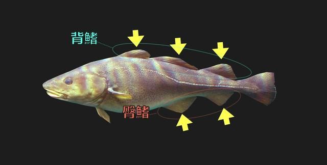 为什么买到的鳕鱼都是假的？这背后，原来是它曾经改变世界的故事