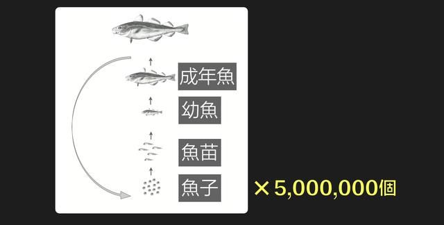 为什么买到的鳕鱼都是假的？这背后，原来是它曾经改变世界的故事