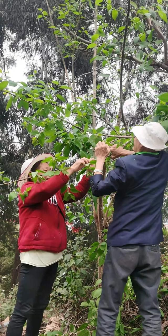 吃野菜啦！春日第一“鲜”，听听医生怎么说？