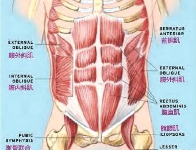 悬垂举腿锻炼什么，悬垂举腿主要锻炼什么部位
图4