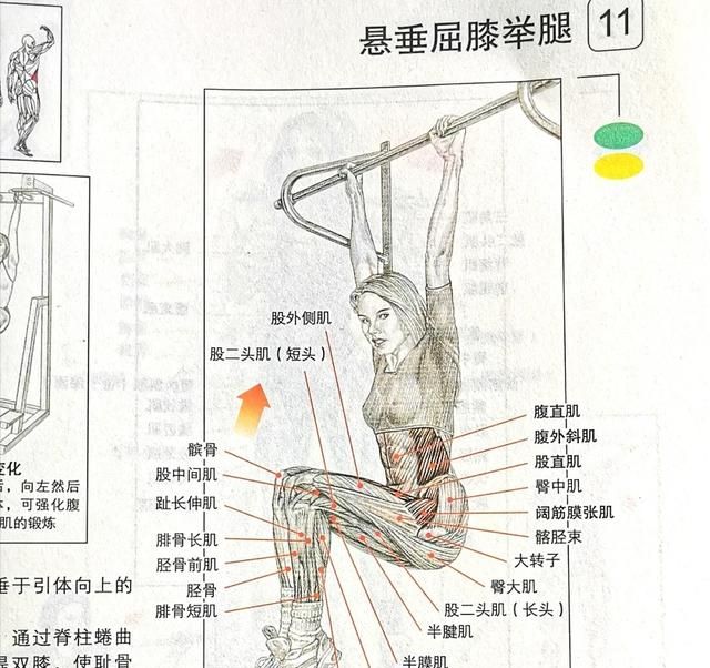 悬垂举腿锻炼什么，悬垂举腿主要锻炼什么部位
图10