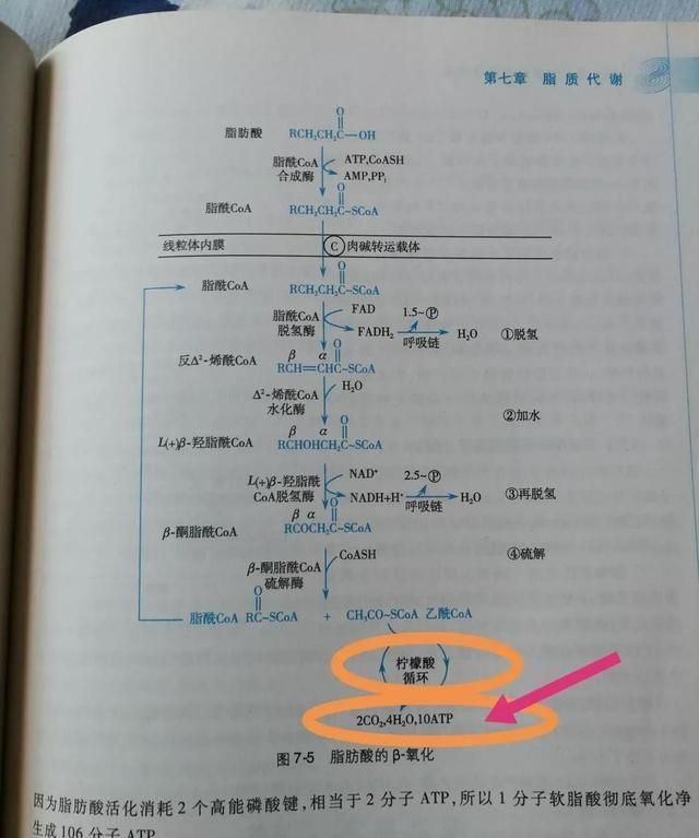 常喝荷叶茶能减肥吗图3