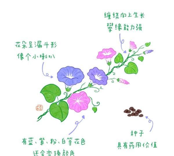 不认识花草？这份花草图鉴收好