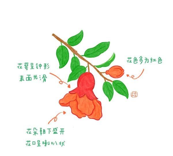 不认识花草？这份花草图鉴收好