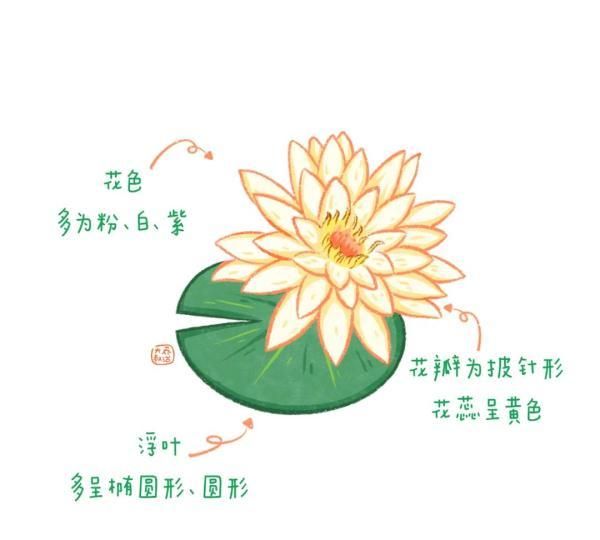 不认识花草？这份花草图鉴收好