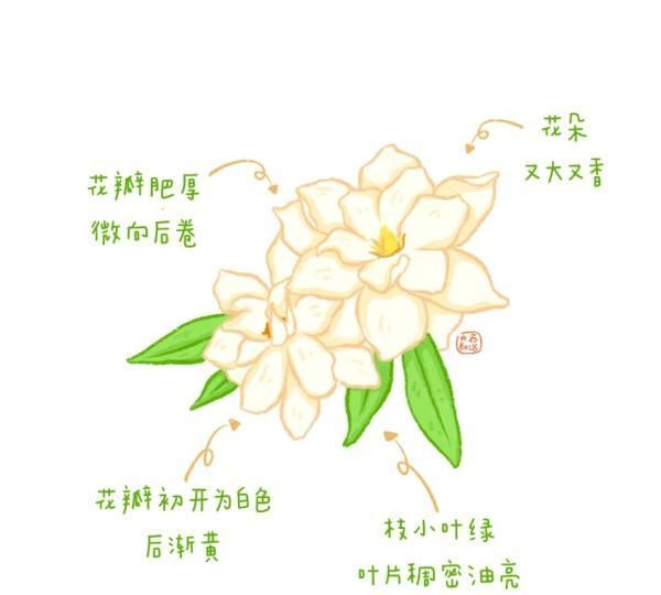 不认识花草？这份花草图鉴收好