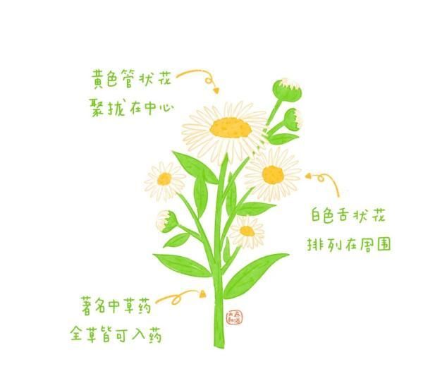 不认识花草？这份花草图鉴收好