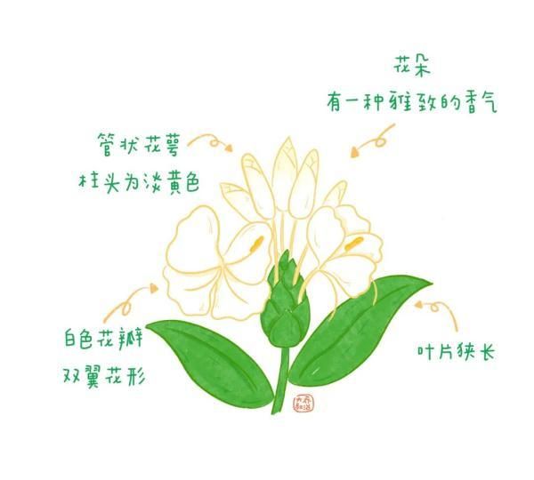 不认识花草？这份花草图鉴收好