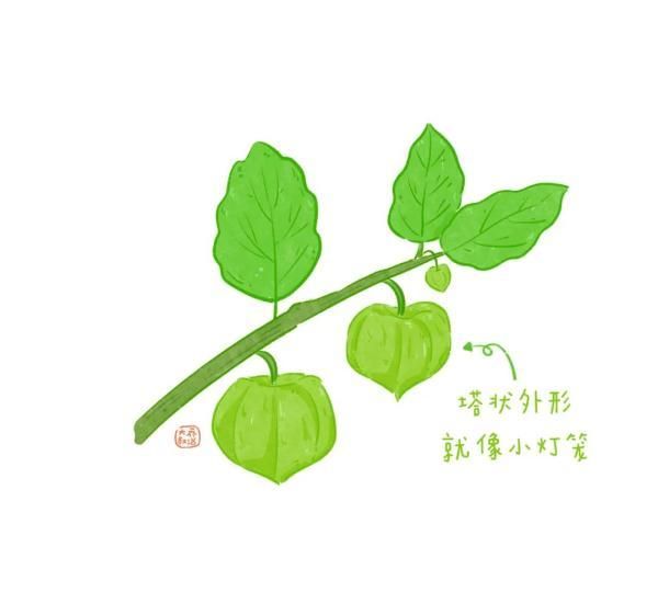 不认识花草？这份花草图鉴收好